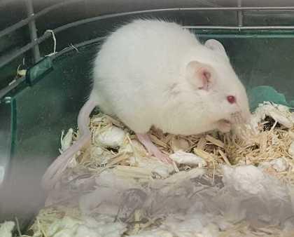 Mr Bianca, Adoptable, Adult Male Mouse & Mouse.