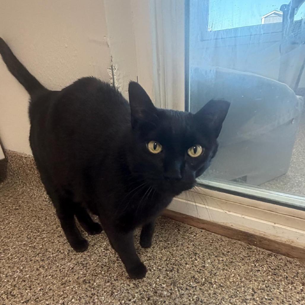 Enlarge Balerion, a ADOPTABLE Domestic Short Hair in Fallon, NV image 4/5