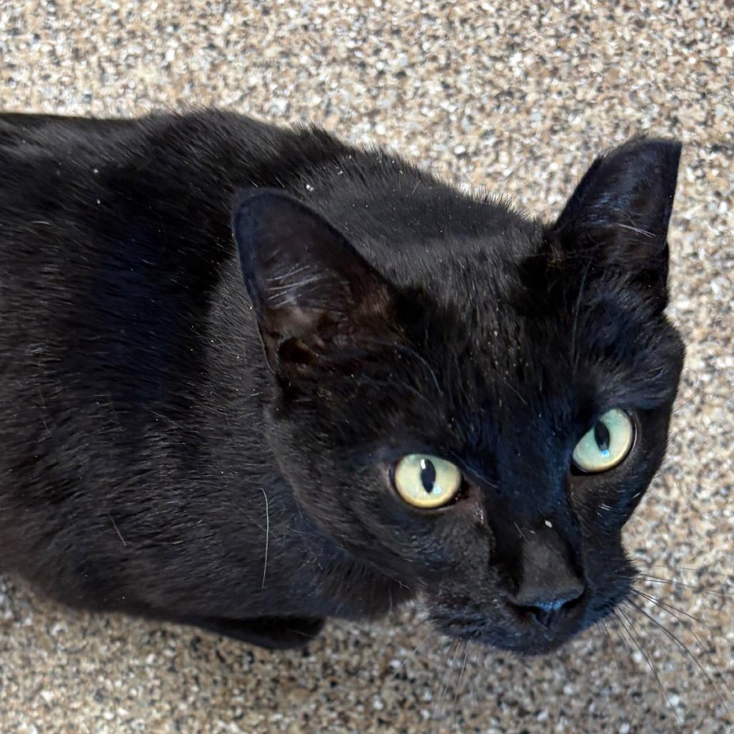 Enlarge Balerion, a ADOPTABLE Domestic Short Hair in Fallon, NV image 5/5