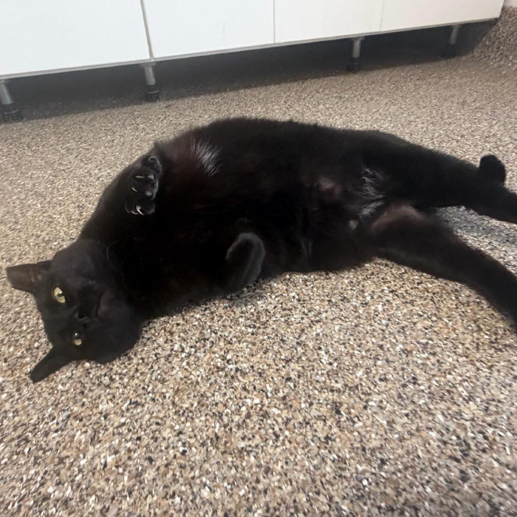 Enlarge Balerion, a ADOPTABLE Domestic Short Hair in Fallon, NV image 3/5