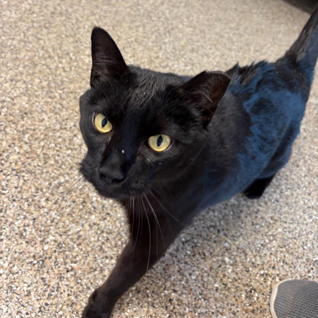 Enlarge Balerion, a ADOPTABLE Domestic Short Hair in Fallon, NV image 1/5