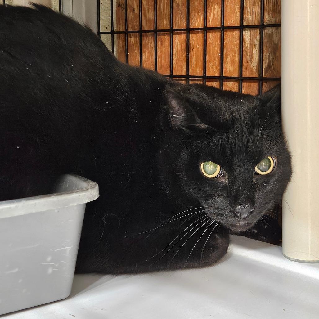 Balerion, ADOPTABLE, Adult Male Domestic Short Hair.