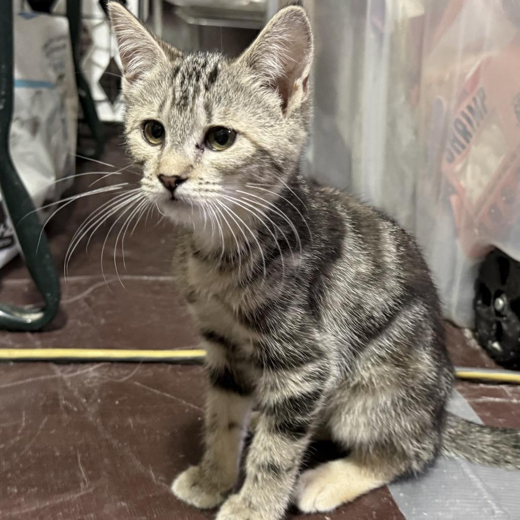 JayQuellin, Adoptable, Kitten Female American Shorthair.