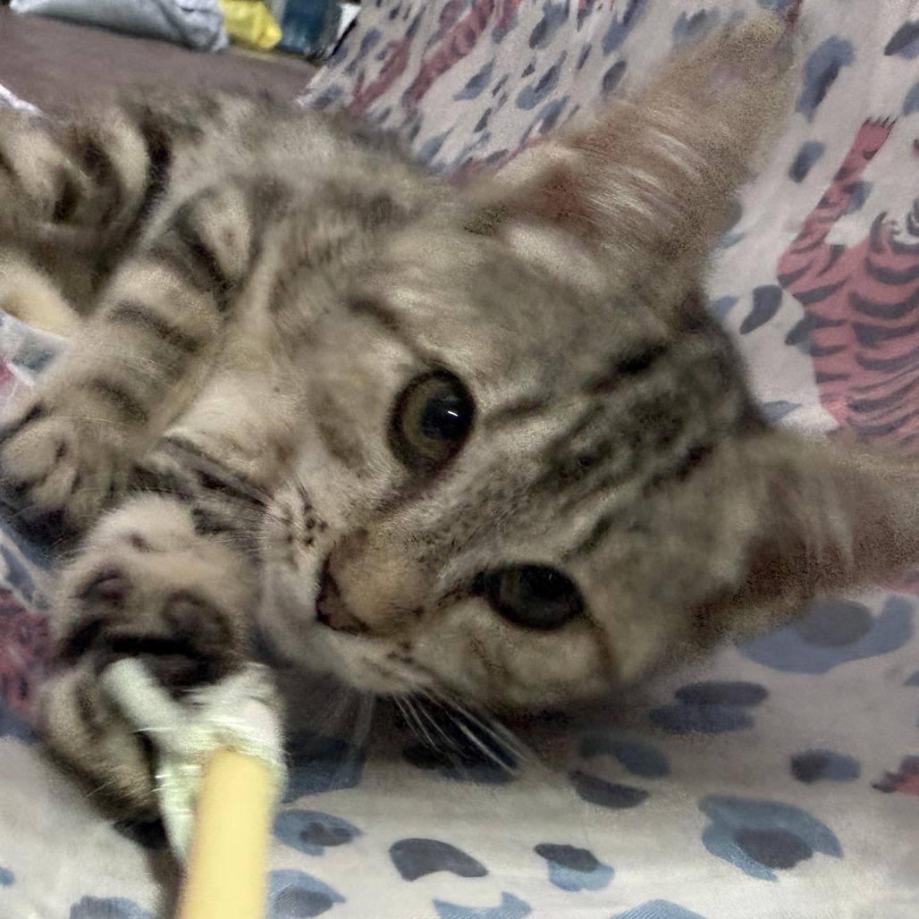 Enlarge JayQuellin, a Adoptable American Shorthair in Glenelg, MD image 2/5