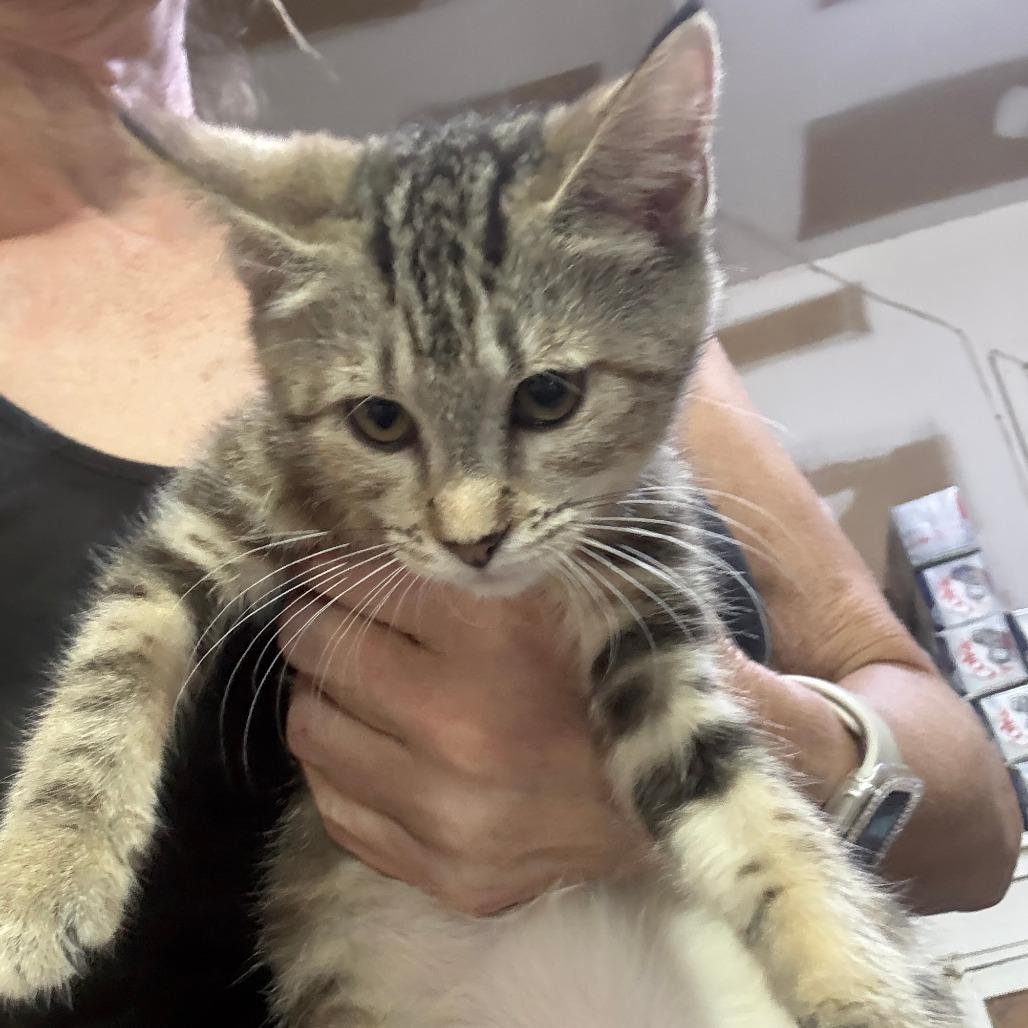 Enlarge JayQuellin, a Adoptable American Shorthair in Glenelg, MD image 3/5