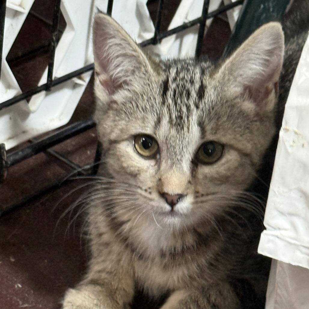 Enlarge JayQuellin, a Adoptable American Shorthair in Glenelg, MD image 4/5
