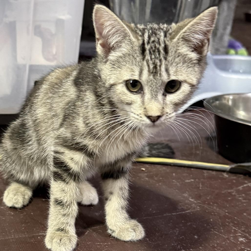 Enlarge JayQuellin, a Adoptable American Shorthair in Glenelg, MD image 5/5