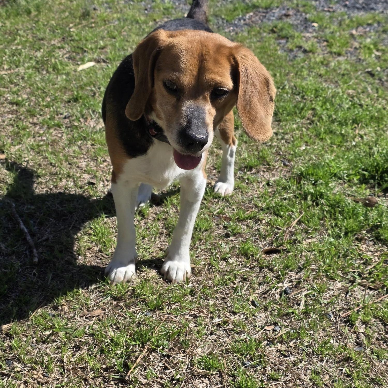 Enlarge Kipper, a ADOPTABLE Beagle in Carthage, NC image 2/4
