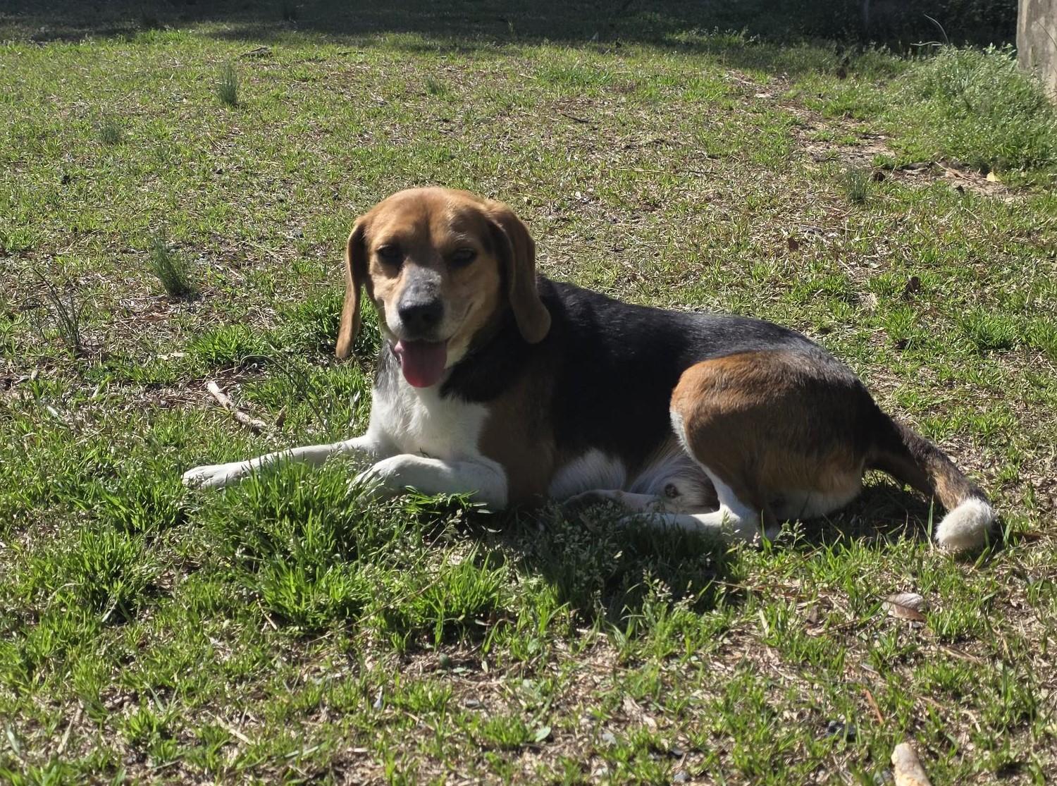 Kipper, ADOPTABLE, Adult Male Beagle.