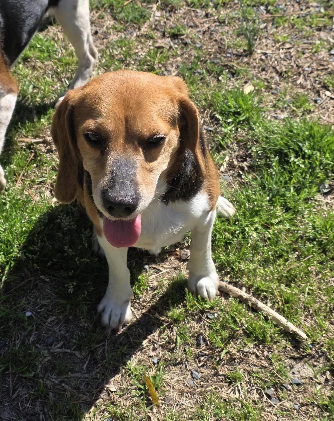 Enlarge Kipper, a ADOPTABLE Beagle in Carthage, NC image 3/4