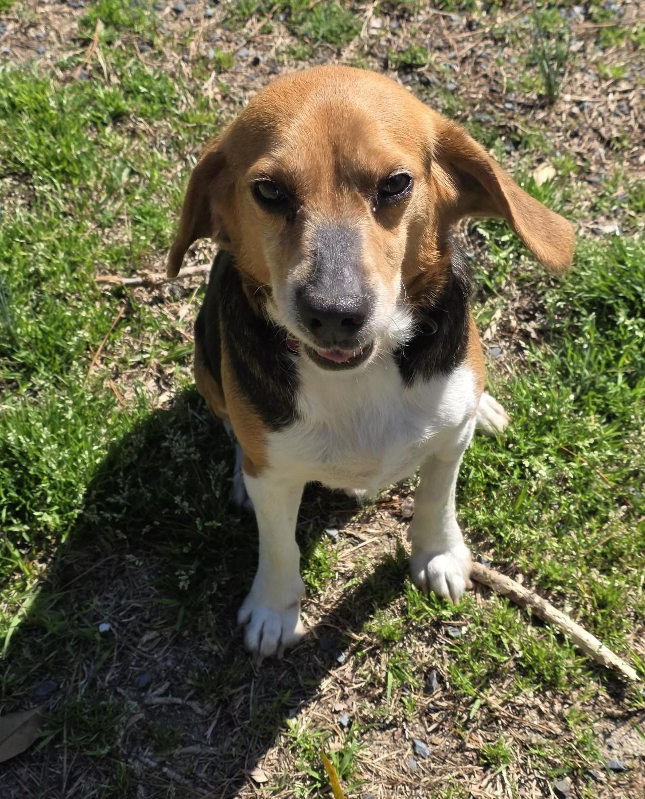 Enlarge Kipper, a ADOPTABLE Beagle in Carthage, NC image 4/4