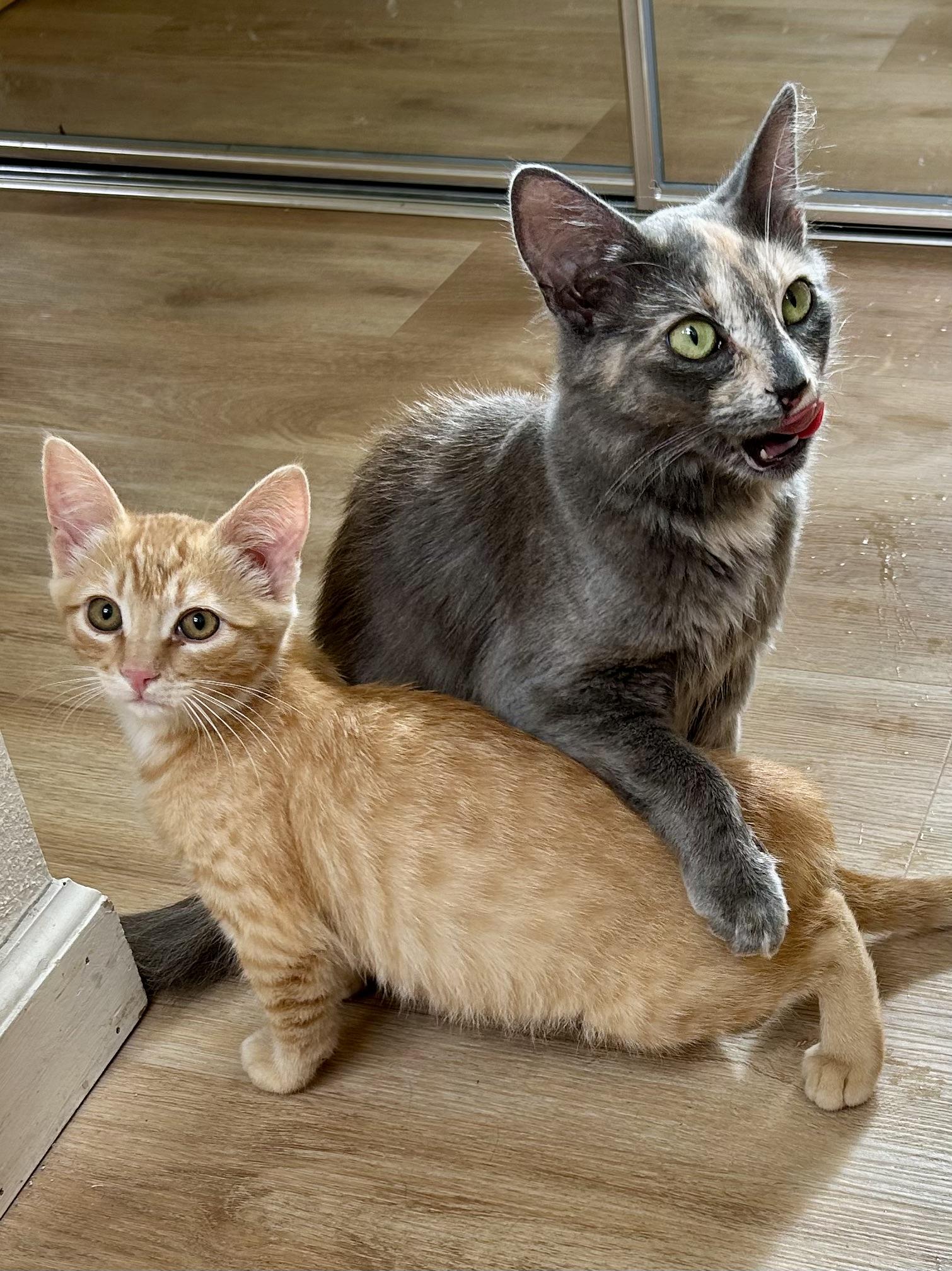 Enlarge Toby (with Tasha), a Adoptable Tabby in Half Moon Bay, CA image 1/3