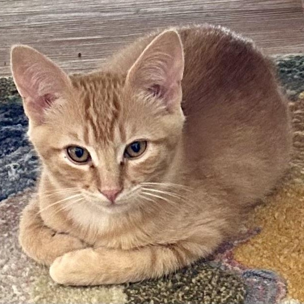 Enlarge Toby (with Tasha), a Adoptable Tabby in Half Moon Bay, CA image 3/3