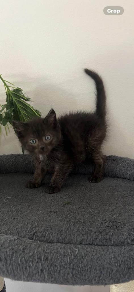 Nugget, Adoptable, Kitten Male Domestic Short Hair.