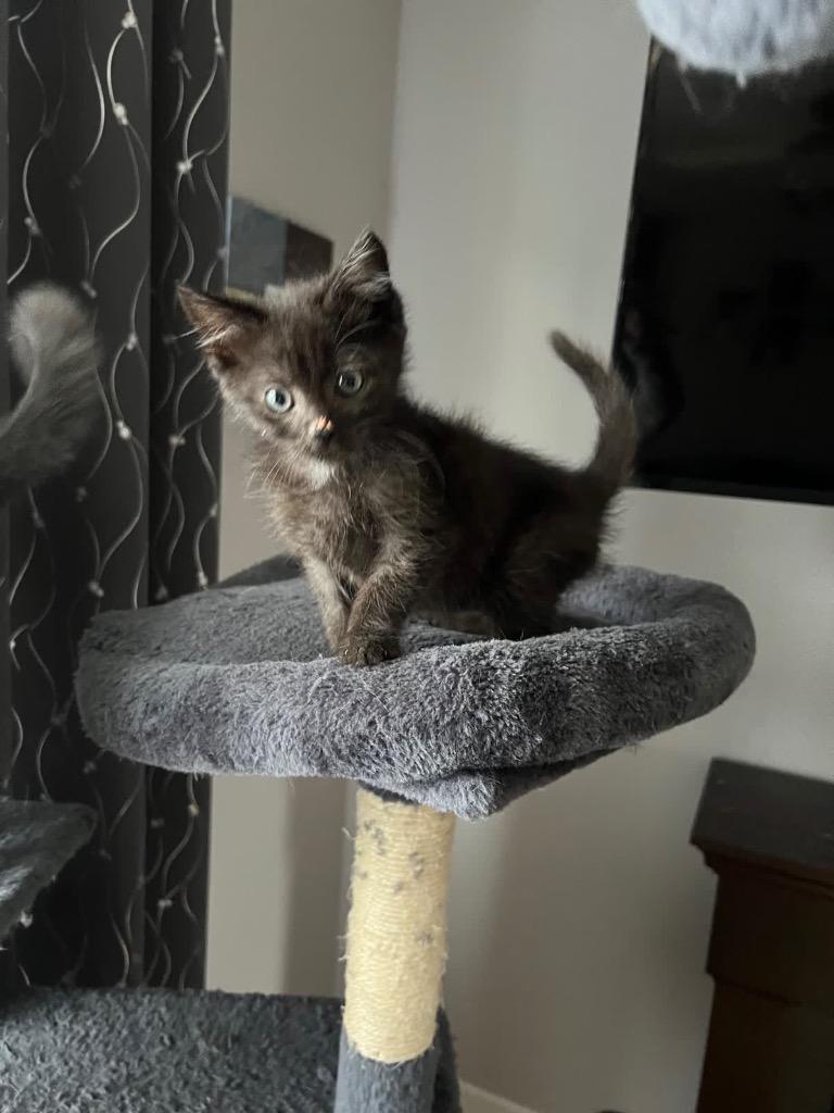 Nugget, a Adoptable mixed breed in Johnson City, TN image 2/4