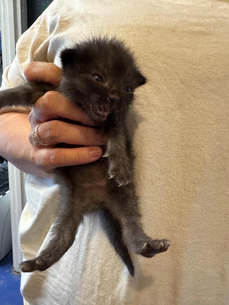 Nugget, a Adoptable mixed breed in Johnson City, TN image 3/4