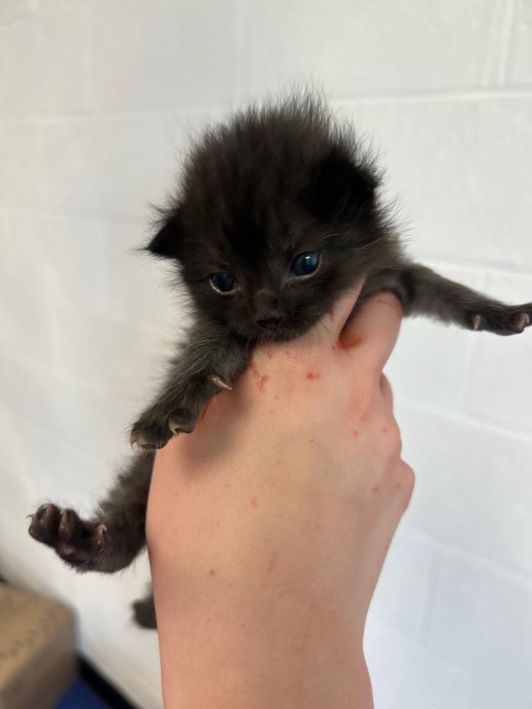 Nugget, a Adoptable mixed breed in Johnson City, TN image 4/4