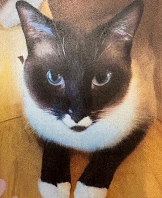 Clyde, Adoptable, Adult Male Siamese.