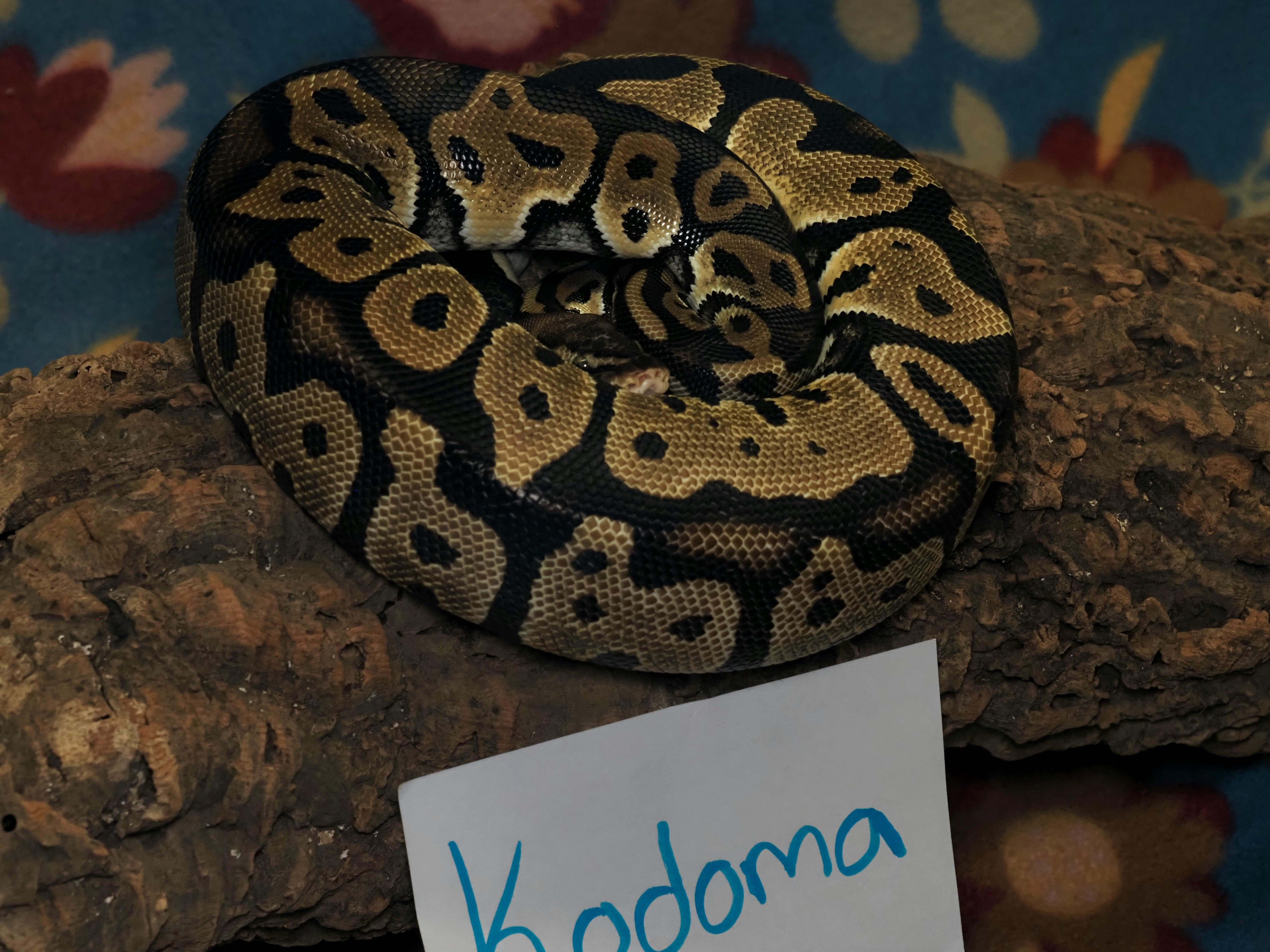 Kodoma, ADOPTABLE, Adult Male Ball Python.