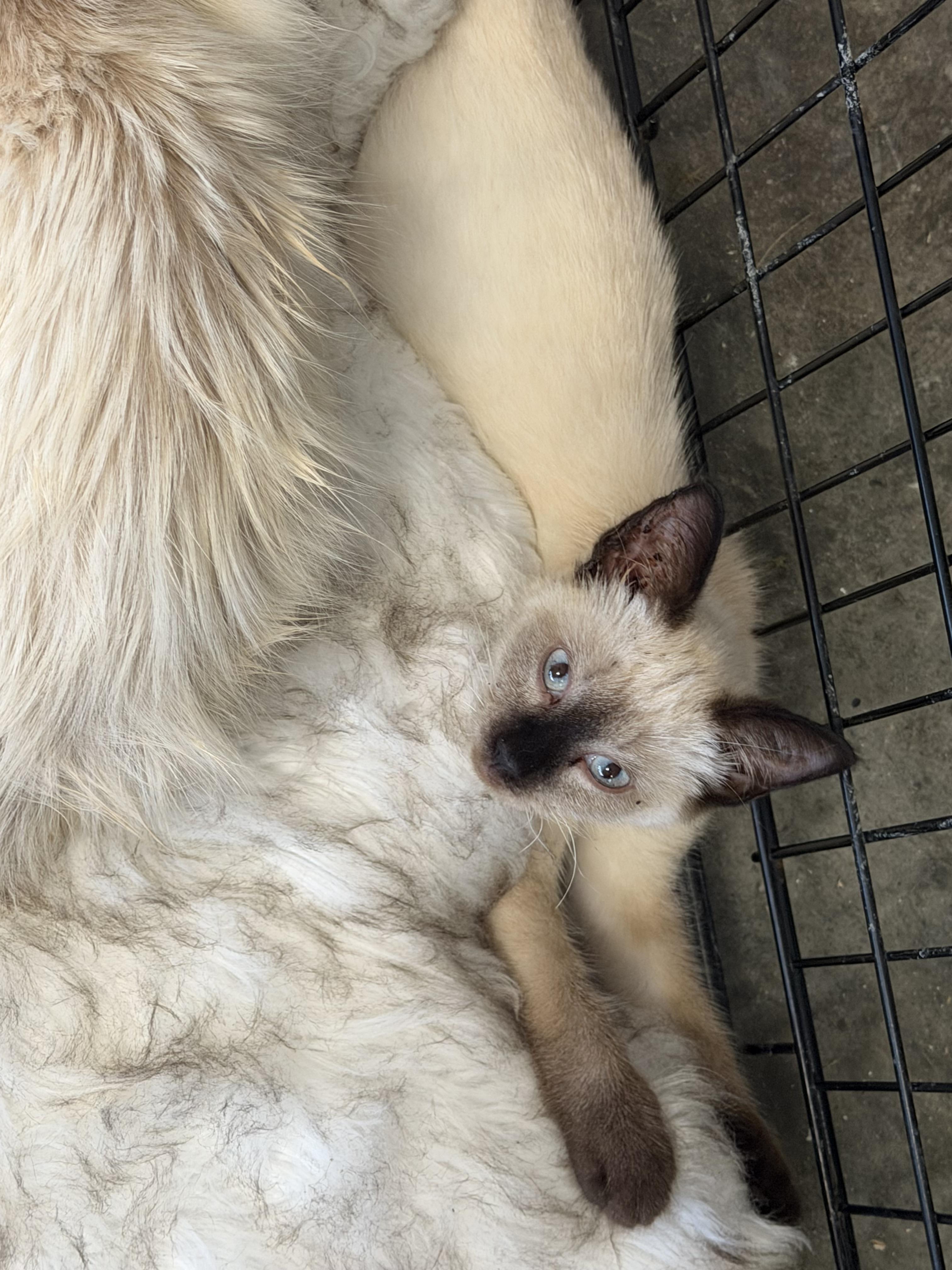 Sabrina, adopted, Kitten Female Siamese.