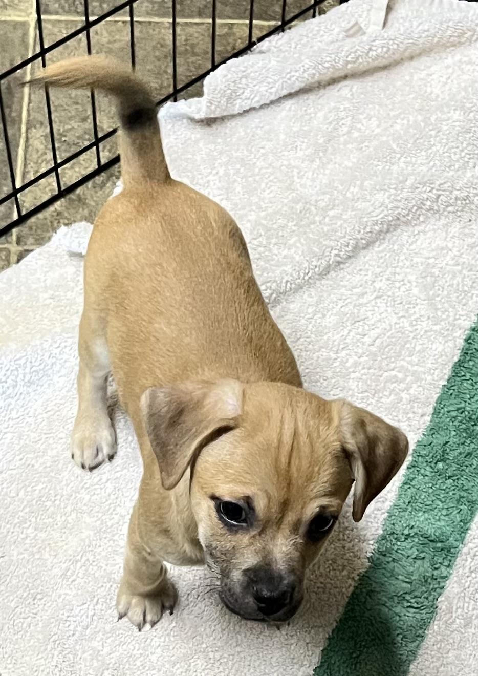 Enlarge Bean, a ADOPTABLE mixed breed in Los Angeles, CA image 3/4