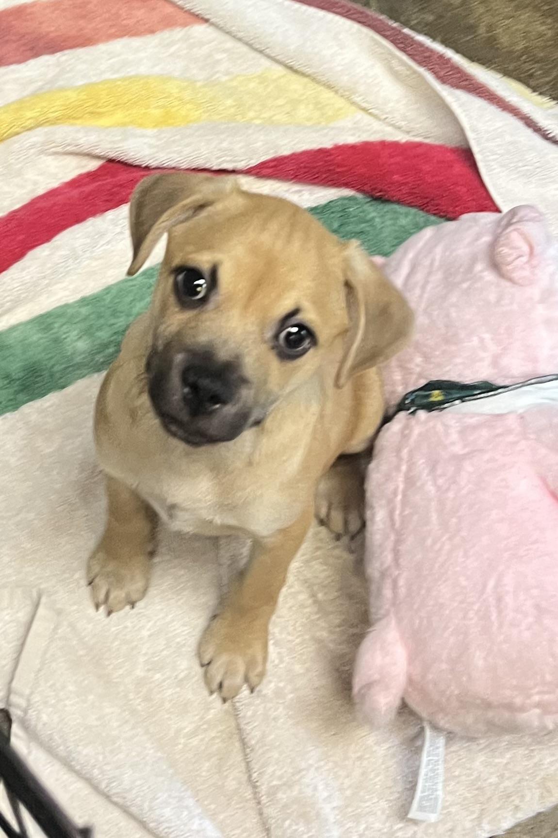 Bean, ADOPTABLE, Puppy Male Puggle.
