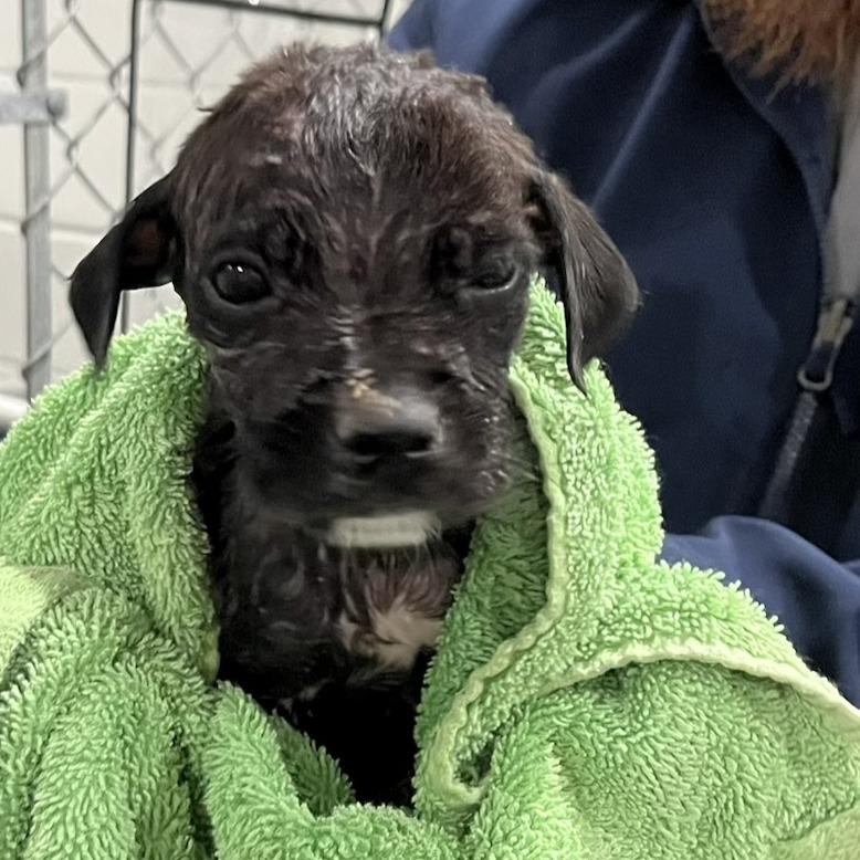 Sleepy, Adoptable, Puppy Male Labrador Retriever & Mixed Breed.