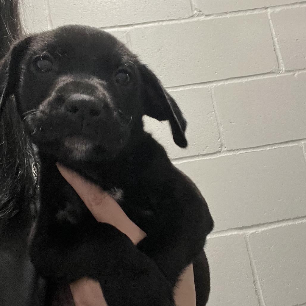 Enlarge Sleepy, a Adoptable mixed breed in Richmond Hill, GA image 2/2