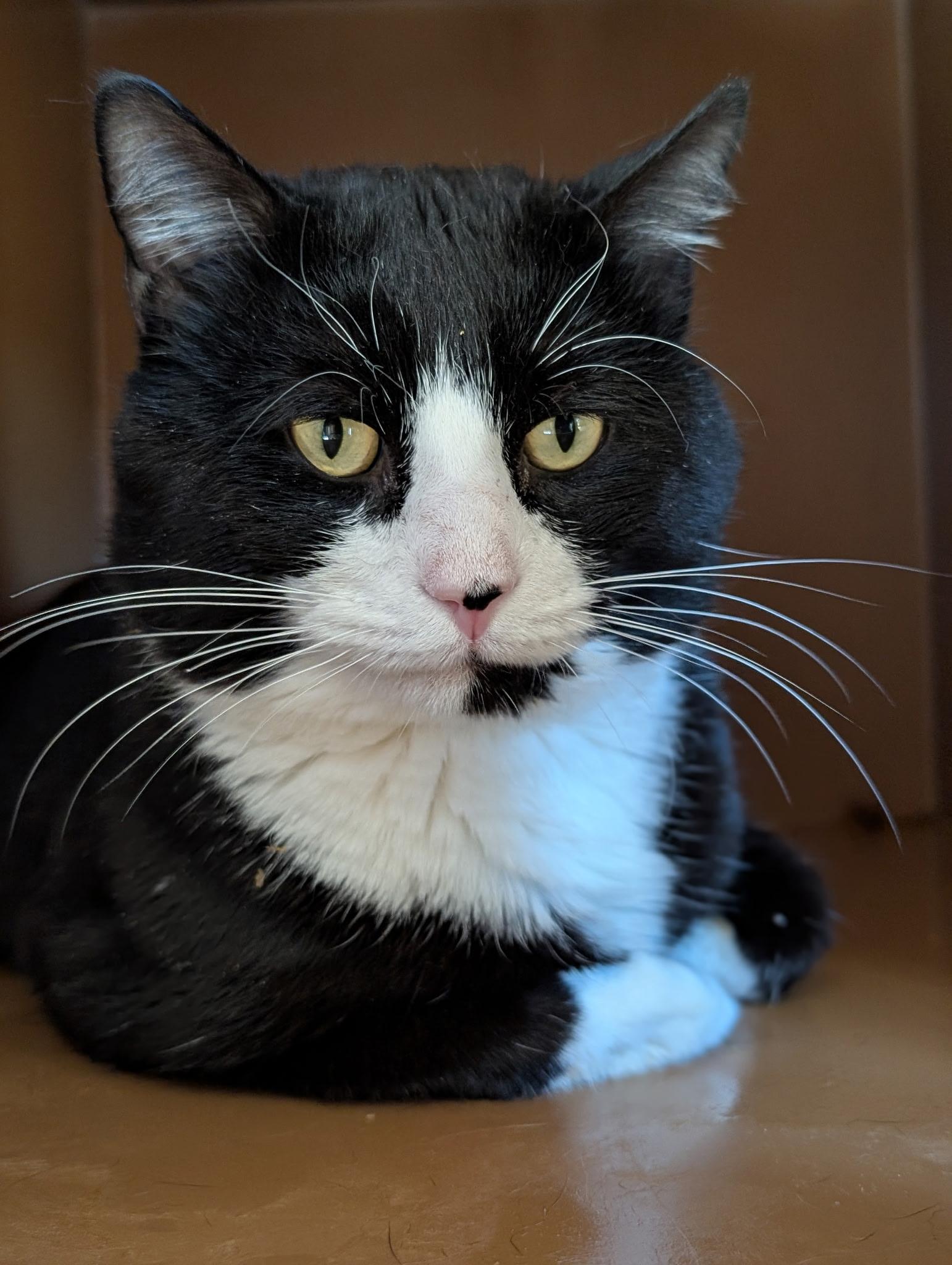 Alfonso, ADOPTABLE, Young Male Domestic Short Hair.