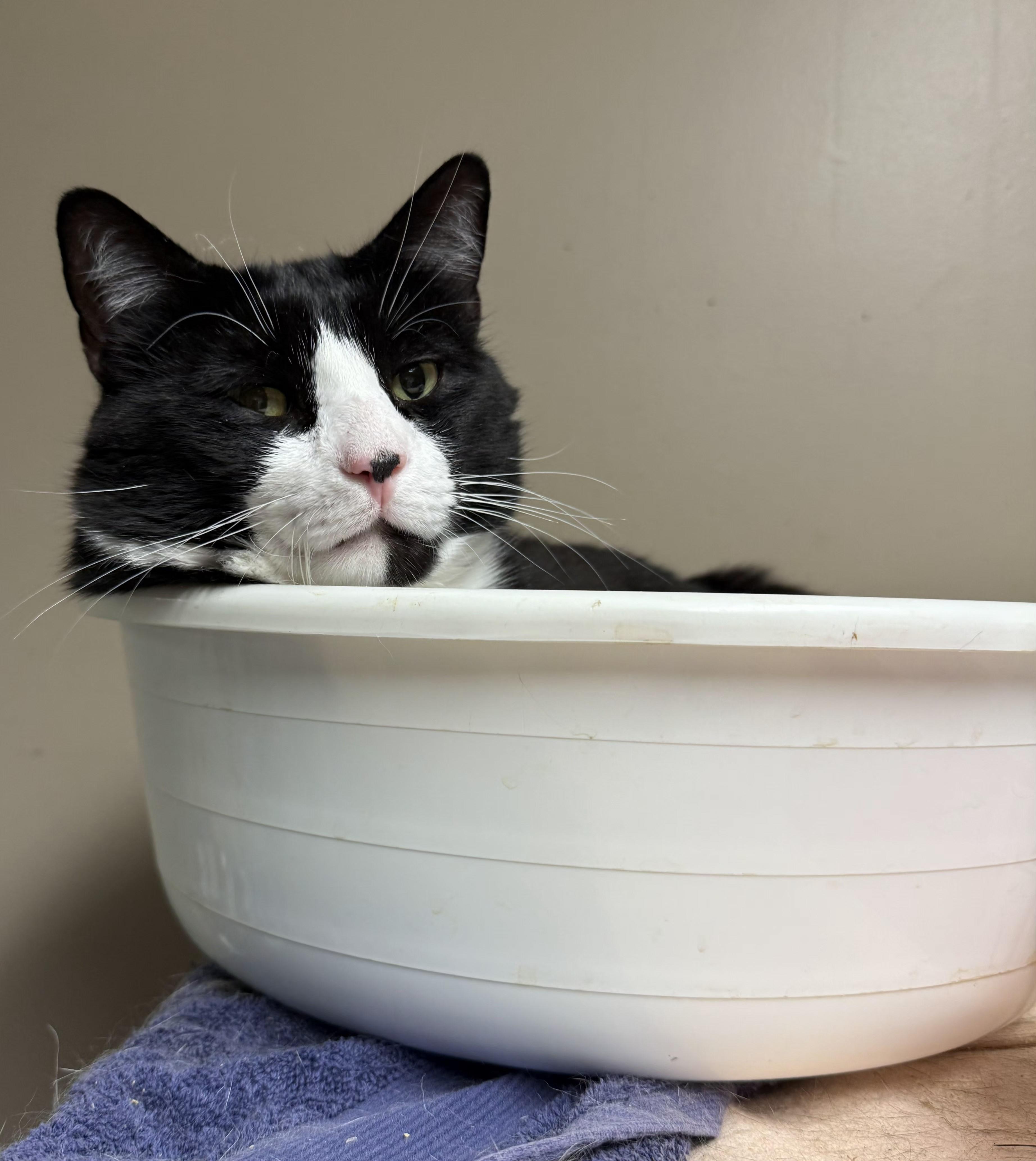 Enlarge Alfonso, a ADOPTABLE Domestic Short Hair in Mansfield Center, CT image 2/4