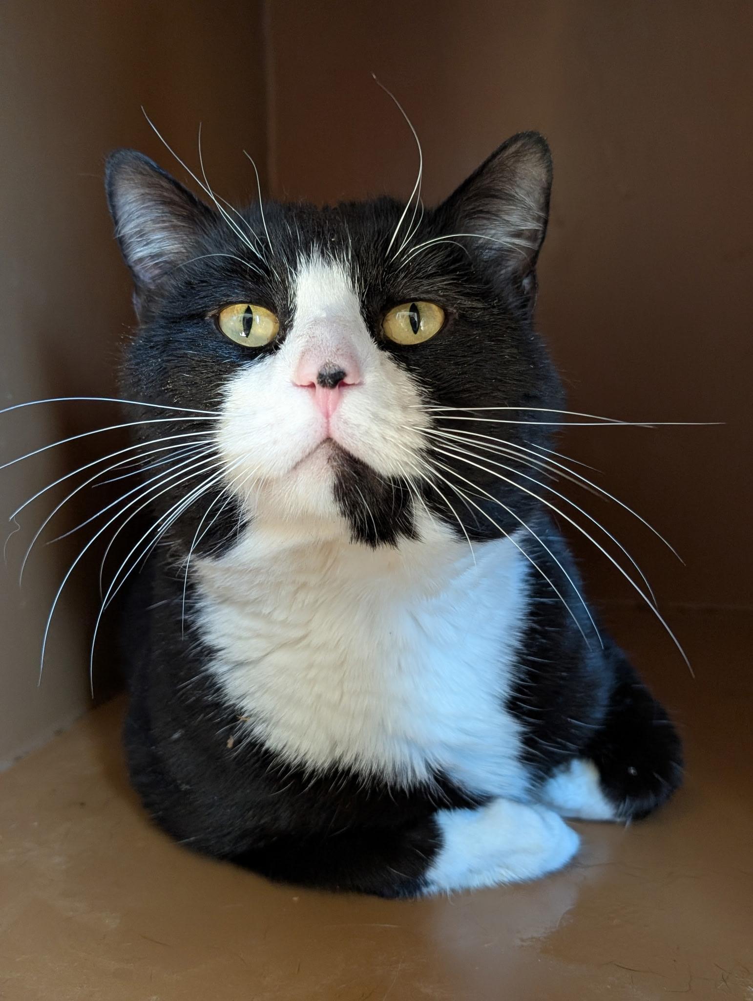 Enlarge Alfonso, a ADOPTABLE Domestic Short Hair in Mansfield Center, CT image 2/2
