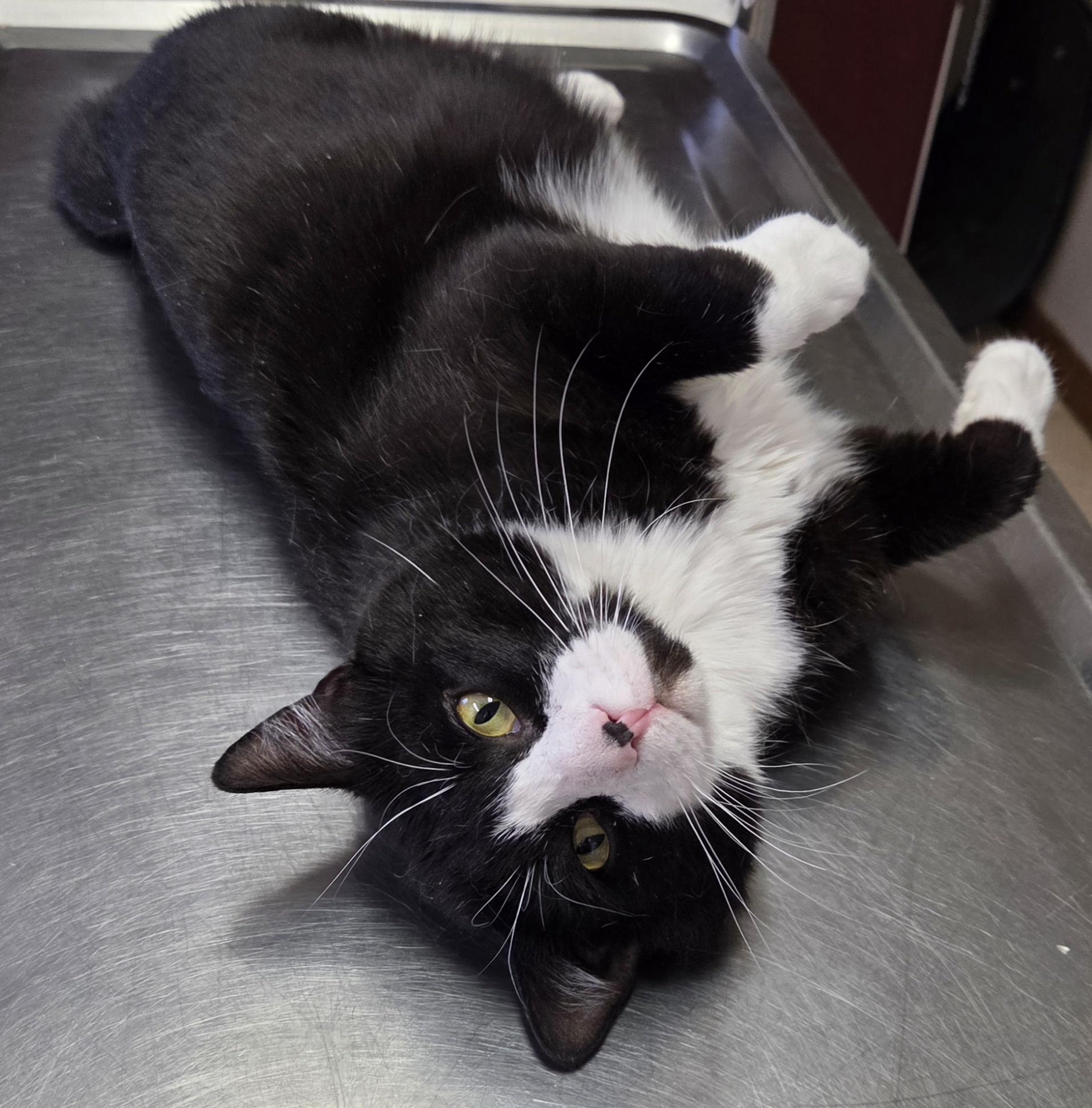 Enlarge Alfonso, a ADOPTABLE Domestic Short Hair in Mansfield Center, CT image 3/3