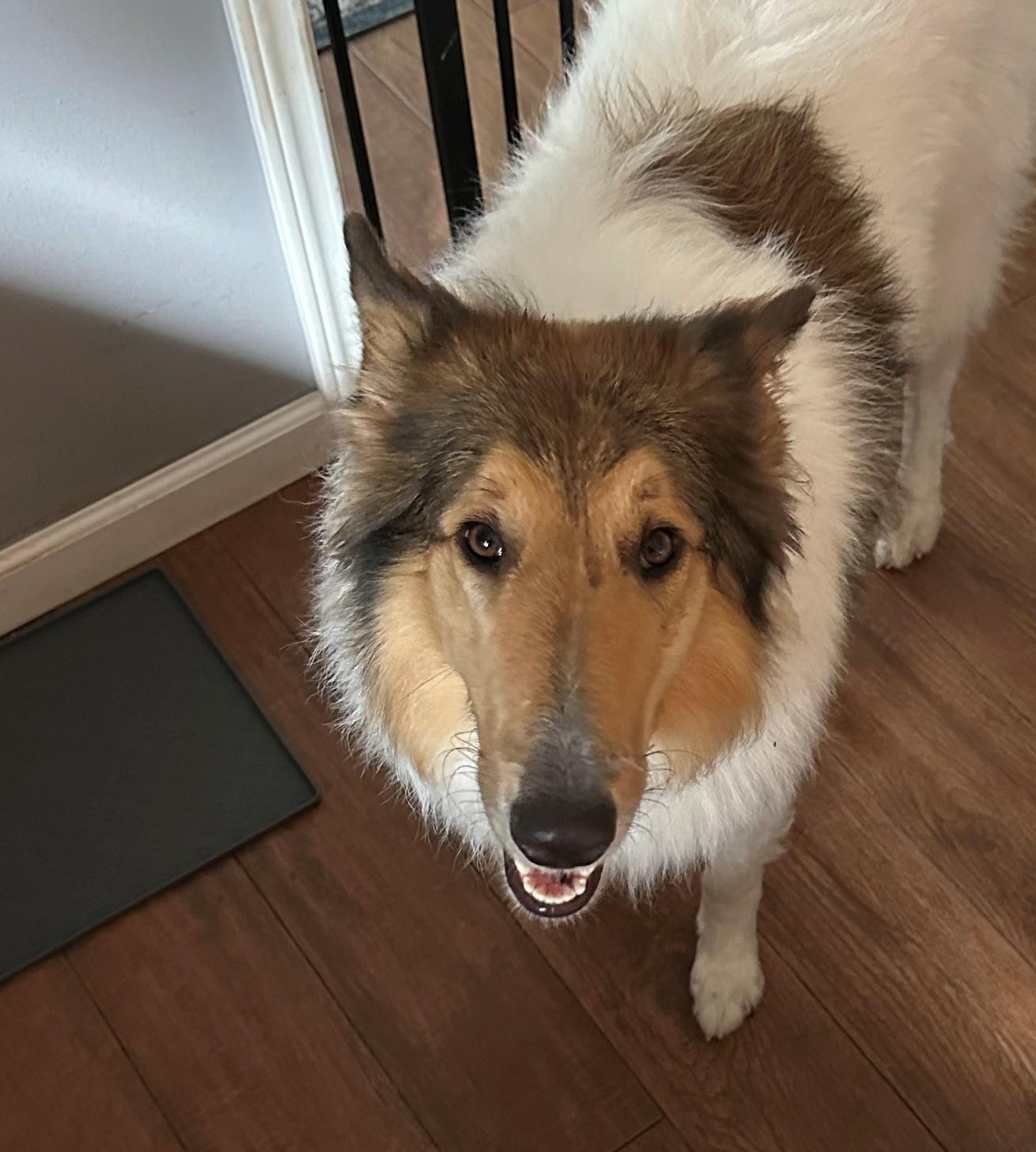 Marcy, ADOPTABLE, Young Female Collie.