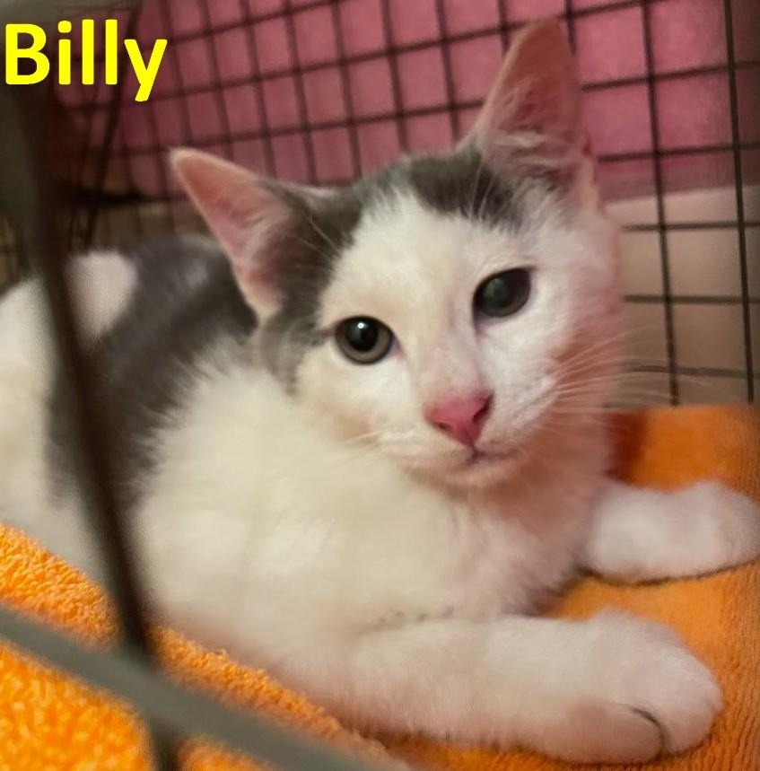 Billy, Adoptable, Young Male American Shorthair.
