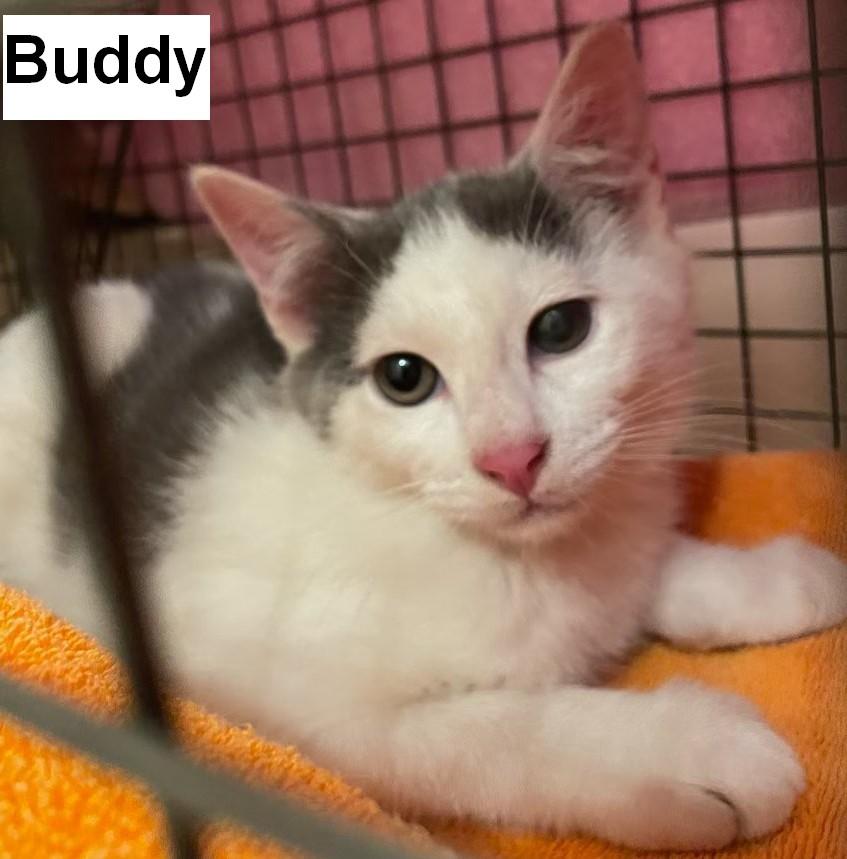 Buddy, Adoptable, Young Male American Shorthair.