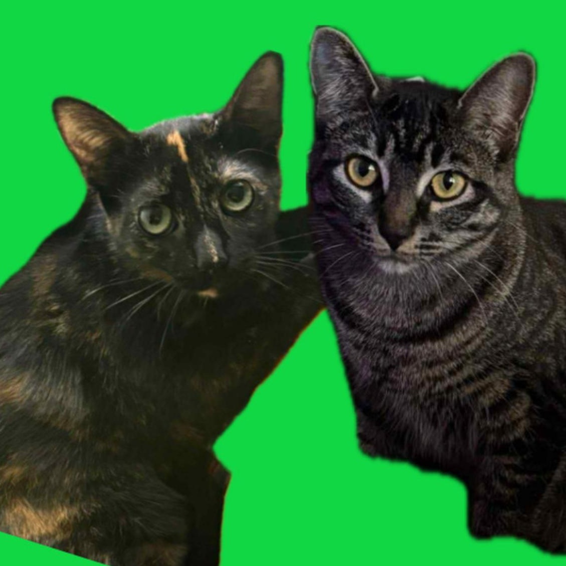 WALKER & TWILA Ladyloves, Young Female unknown