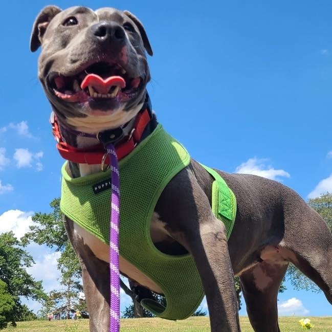 Prada, an adoption pending Pit Bull Terrier in Bloomfield, NJ image 4/6