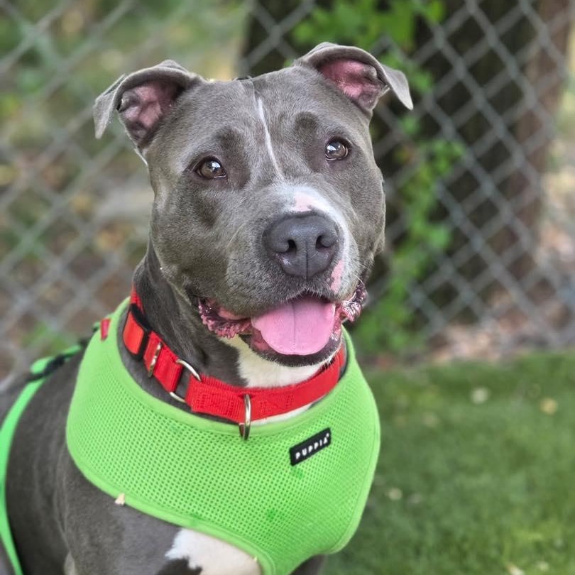 Prada, an adoption pending Pit Bull Terrier in Bloomfield, NJ image 1/6