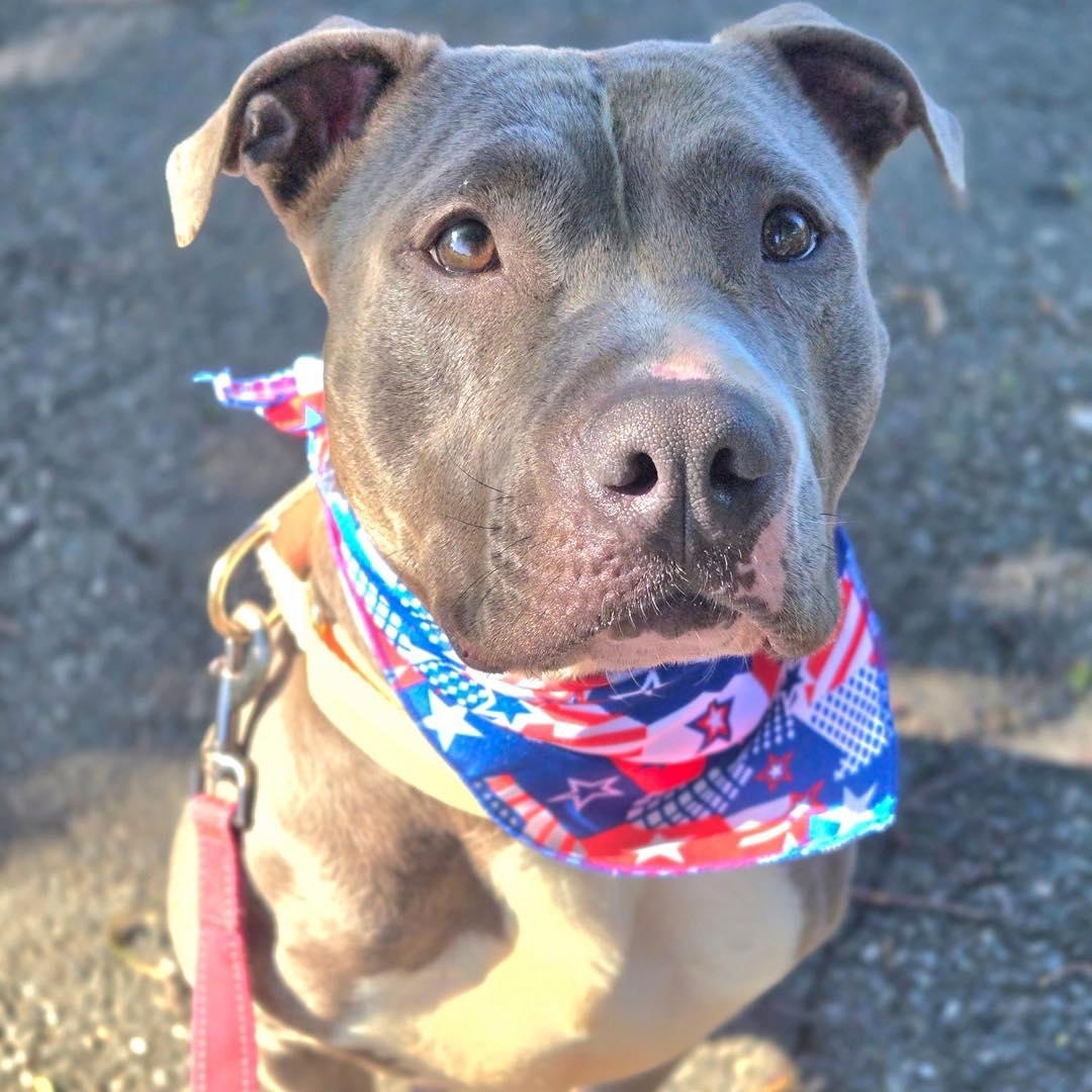 Prada, an adoption pending Pit Bull Terrier in Bloomfield, NJ image 5/6