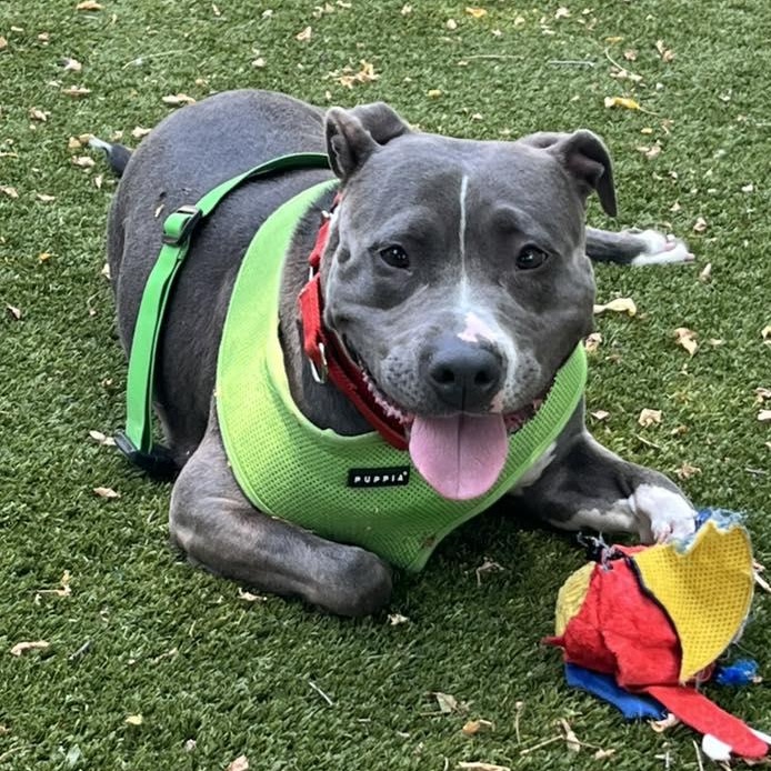 Prada, an adoption pending Pit Bull Terrier in Bloomfield, NJ image 3/6