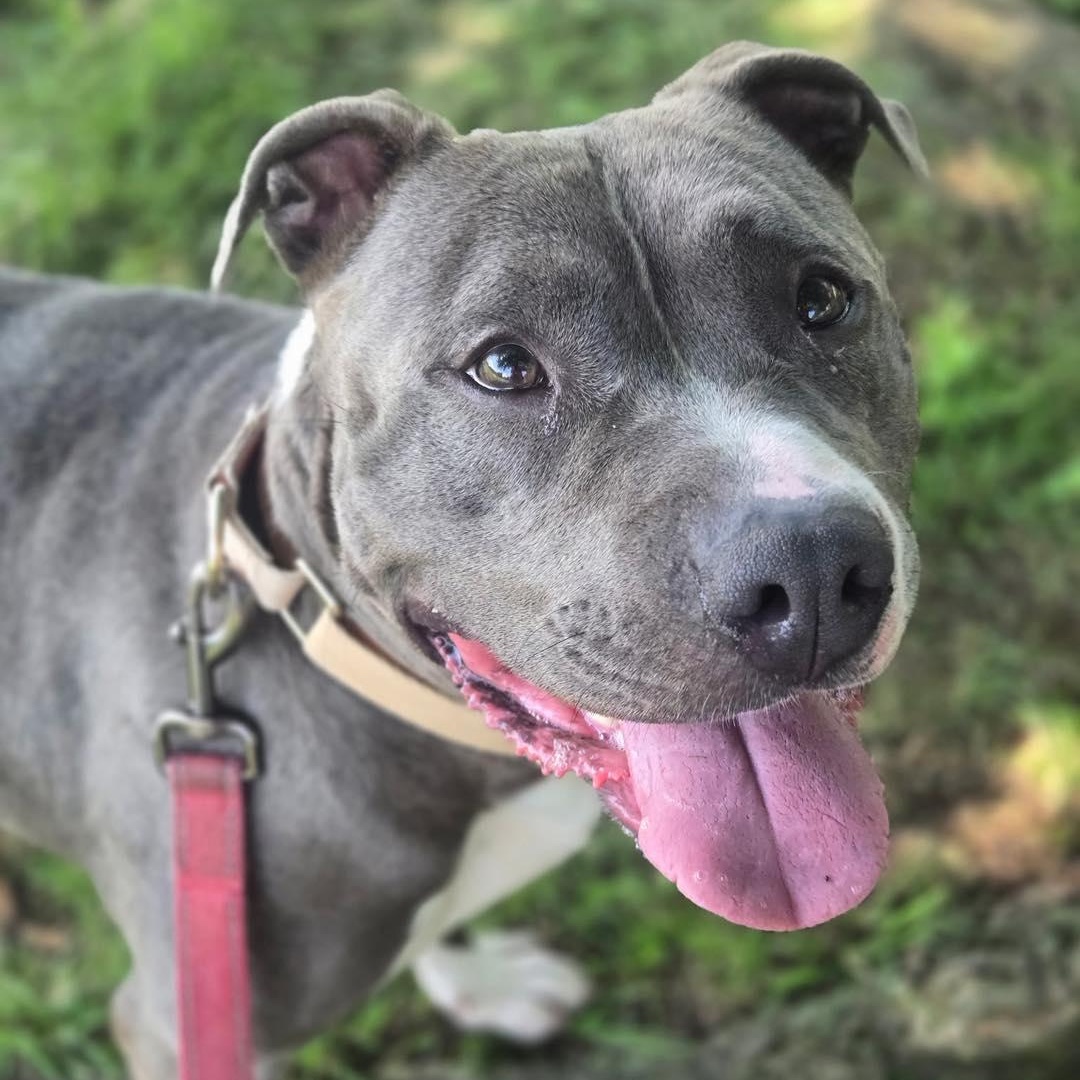 Prada, an adoption pending Pit Bull Terrier in Bloomfield, NJ image 6/6