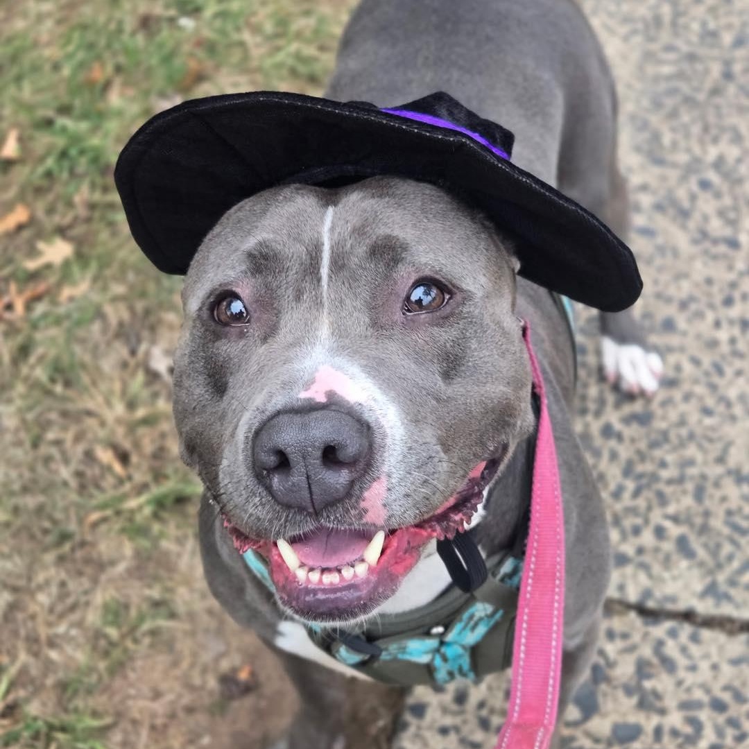 Prada, an adoption pending Pit Bull Terrier in Bloomfield, NJ image 2/6