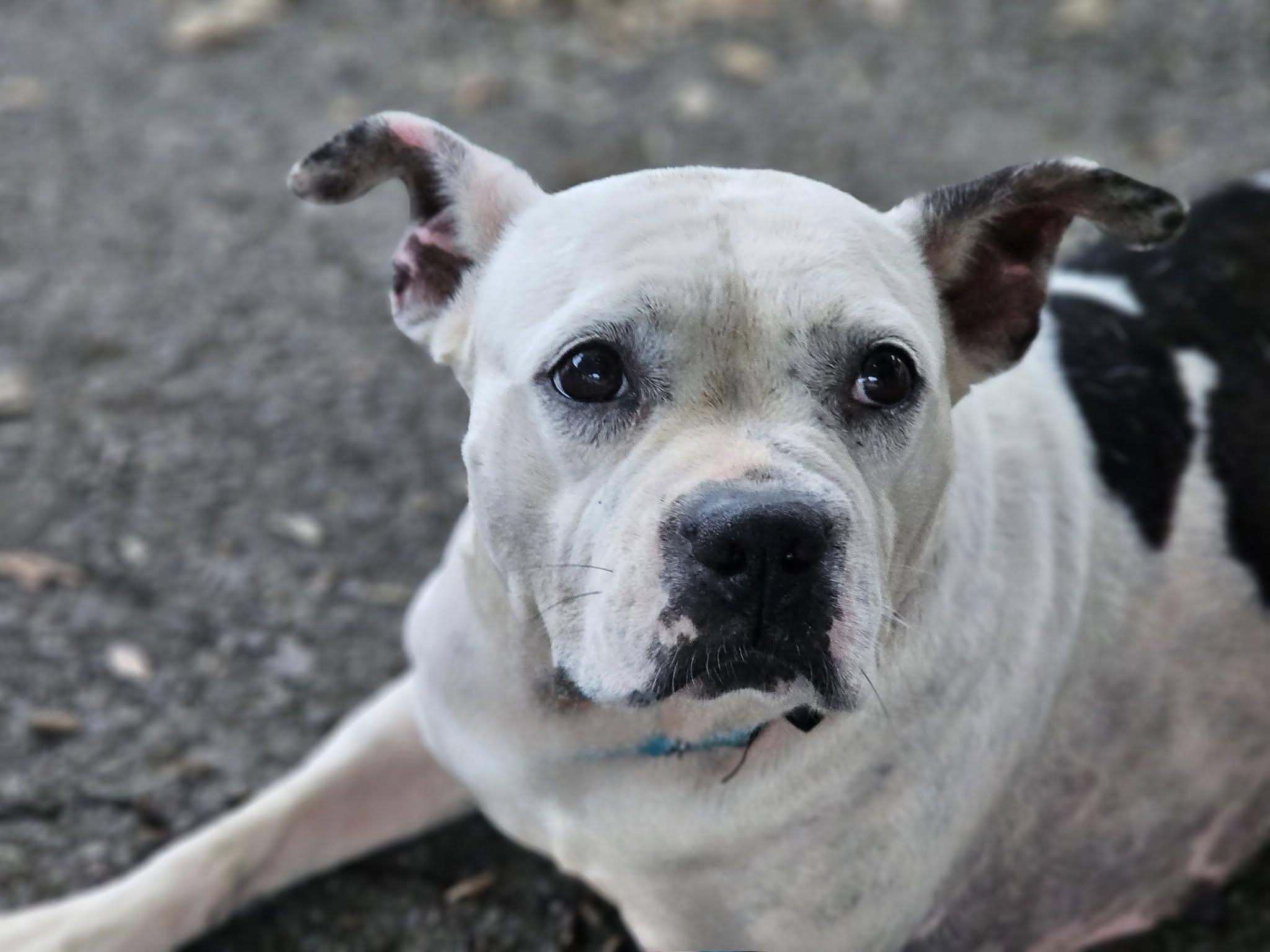 Miss Piggy, a Adoptable mixed breed in Fort Payne, AL image 1/4