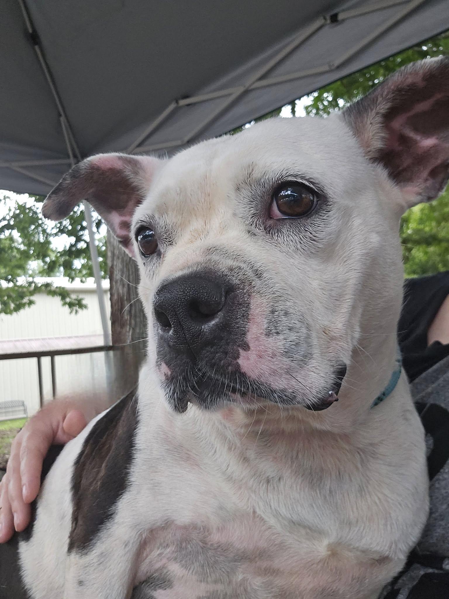 Miss Piggy, a Adoptable mixed breed in Fort Payne, AL image 2/4