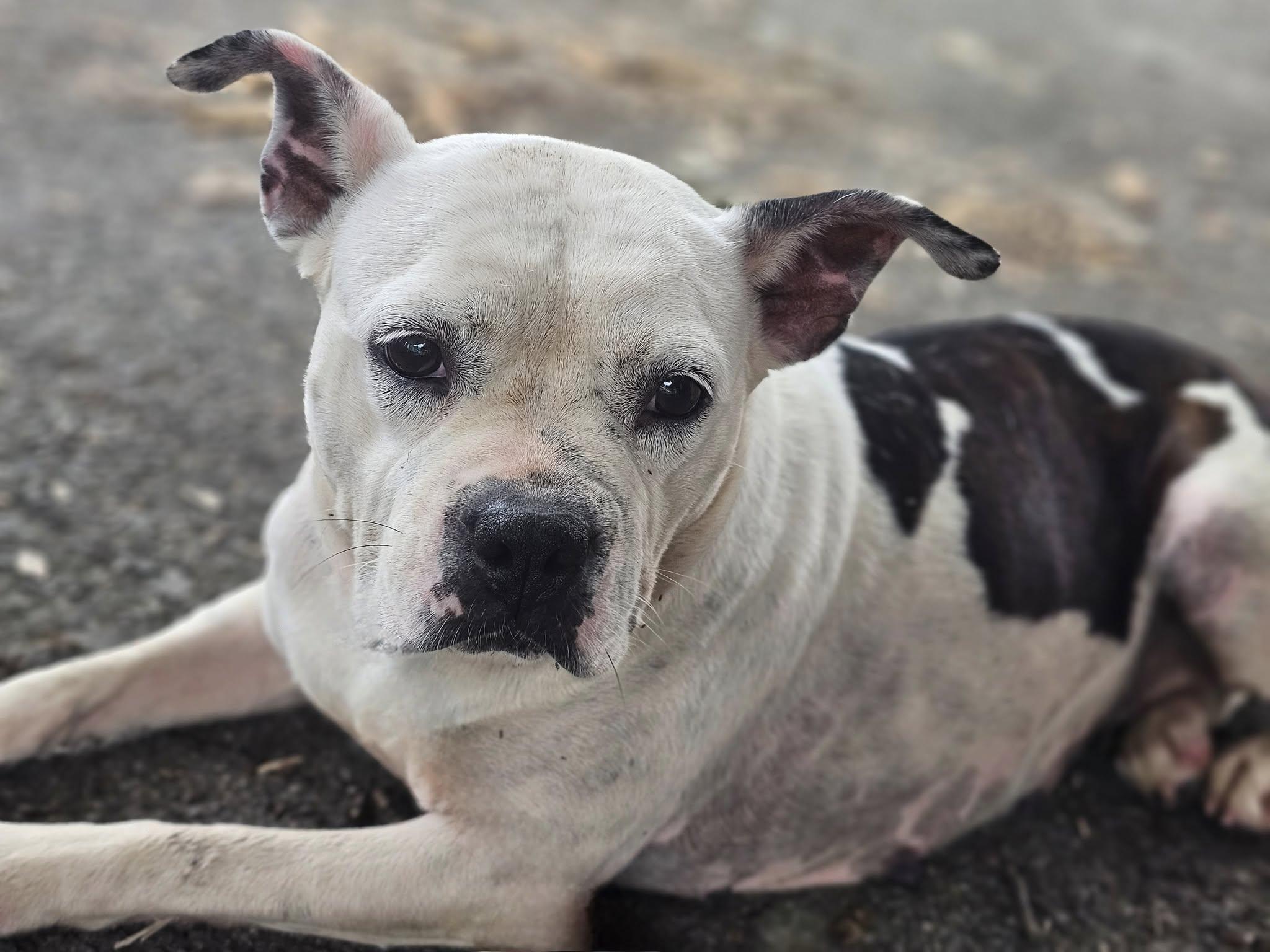 Miss Piggy, a Adoptable mixed breed in Fort Payne, AL image 3/4