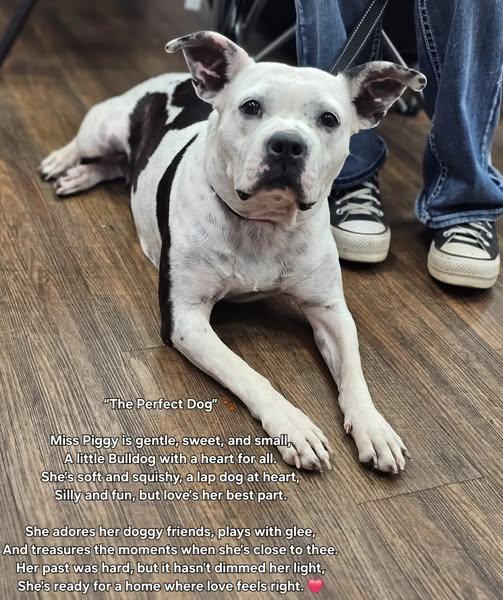 Miss Piggy, a Adoptable mixed breed in Fort Payne, AL image 4/4