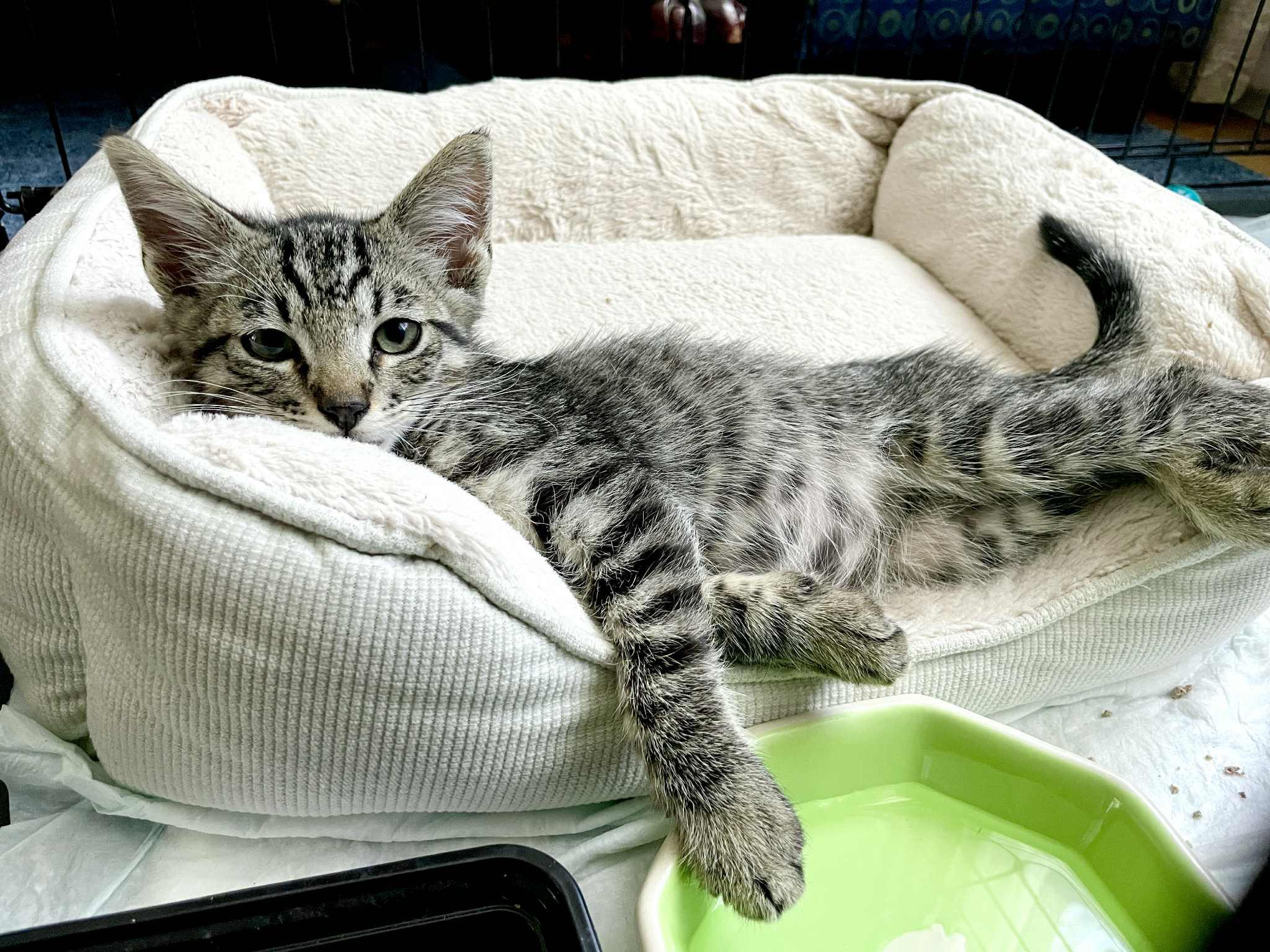 Gizmo photo 2