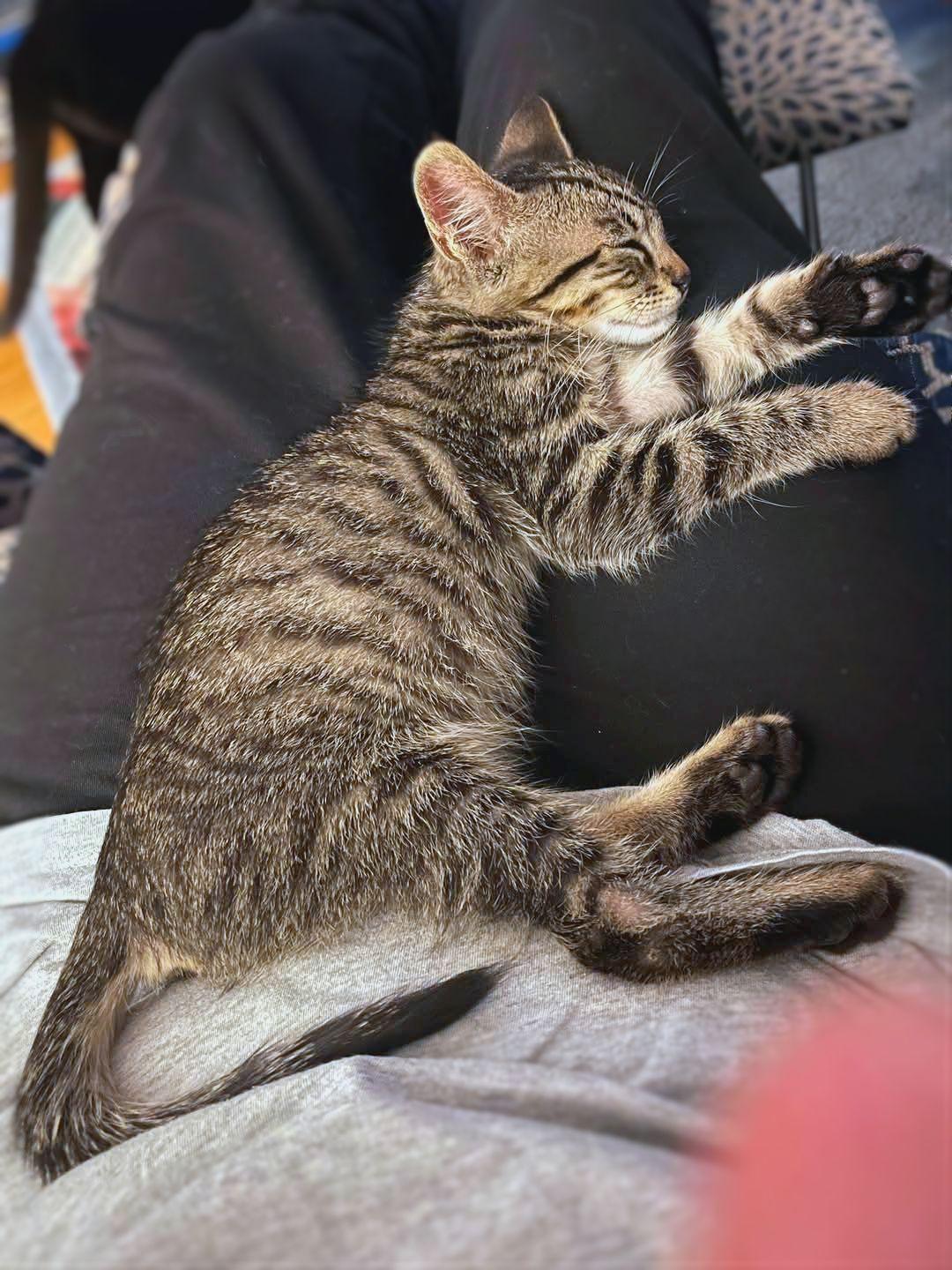 Gizmo photo 3