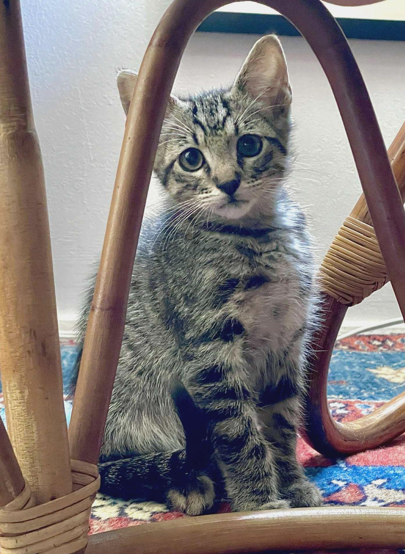 Gizmo photo 5