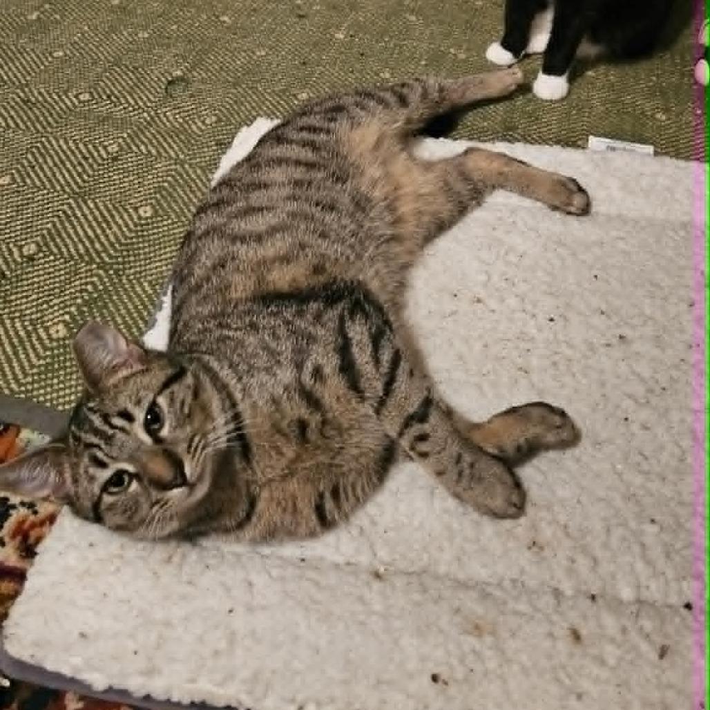 Rolly (paired with Holly) - Guests, Adoptable, Young Male Domestic Short Hair.